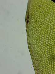 Rhizomnium pseudopunctatum