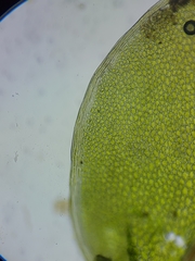 Rhizomnium pseudopunctatum