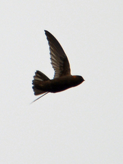 Streptoprocne rutila