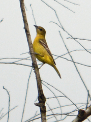 Icterus spurius