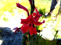 Tritoniopsis pulchra