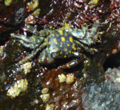 Pachygrapsus maurus