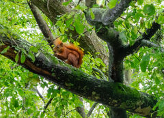 Sciurus granatensis