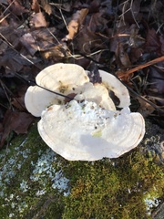 Trametes elegans