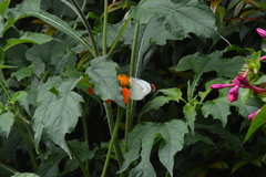 Pieris brassicae azorensis