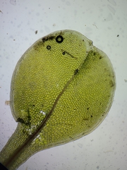 Rhizomnium pseudopunctatum