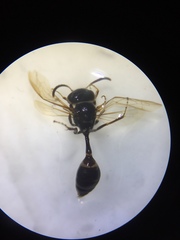 Polybia plebeja