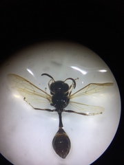 Polybia plebeja