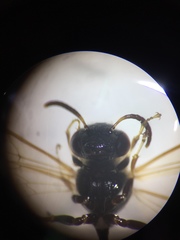 Polybia plebeja