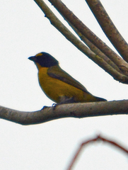 Euphonia hirundinacea