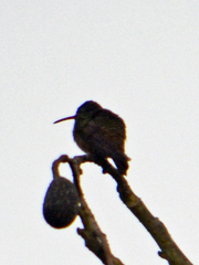 Amazilia yucatanensis