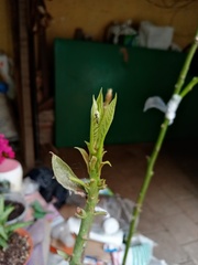 Apocrita