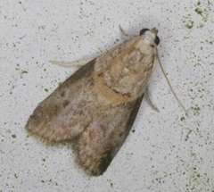 Acrobasis juglandis