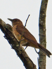 Turdus grayi