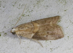 Acrobasis juglandis