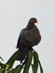 Patagioenas flavirostris