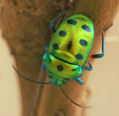 Chrysocoris purpureus