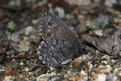 Oeneis jutta alaskensis