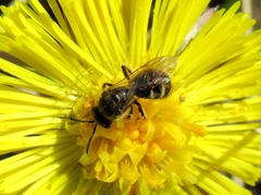 Lasioglossum laticeps