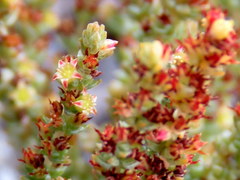 Crassula muscosa parvula