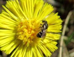 Lasioglossum laticeps