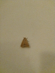 Helicoverpa armigera