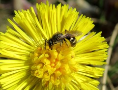 Lasioglossum laticeps