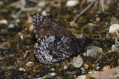 Oeneis jutta alaskensis