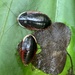 Cucarachas Gigantes - Photo (c) 橘子拔(橘子熊), algunos derechos reservados (CC BY-NC), subido por 橘子拔(橘子熊)