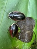 Giant Cockroaches - Photo (c) 橘子拔(橘子熊), some rights reserved (CC BY-NC), uploaded by 橘子拔(橘子熊)