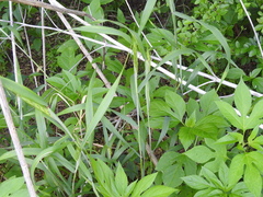 Triticeae