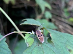 Physopelta fusciscutellata