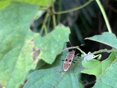 Physopelta fusciscutellata