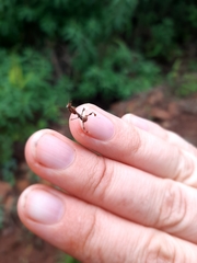 Phyllocrania