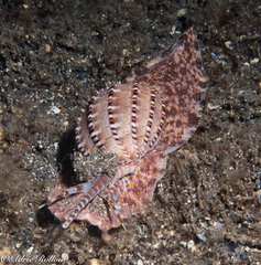 Harpa articularis