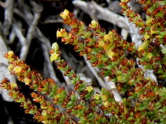 Crassula muscosa parvula