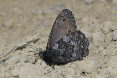 Oeneis jutta alaskensis