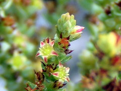 Crassula muscosa parvula