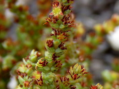 Crassula muscosa parvula