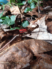 Dictyoptera aurora