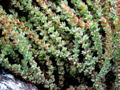 Crassula muscosa parvula