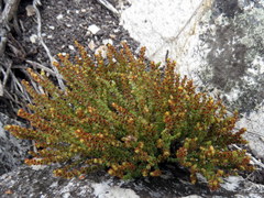 Crassula muscosa parvula