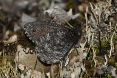 Oeneis jutta alaskensis