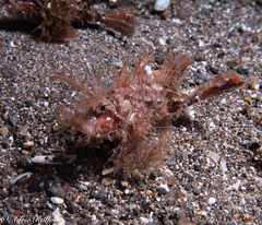 Pteroidichthys amboinensis