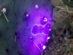 Phyllosticta concava