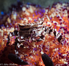 Zebrida adamsii