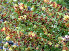 Crassula muscosa parvula