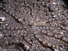 Thaumoctopus mimicus