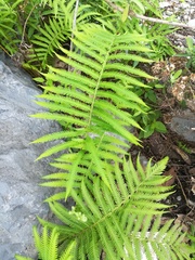 Pelazoneuron puberulum