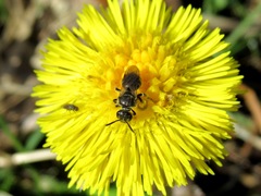 Lasioglossum laticeps